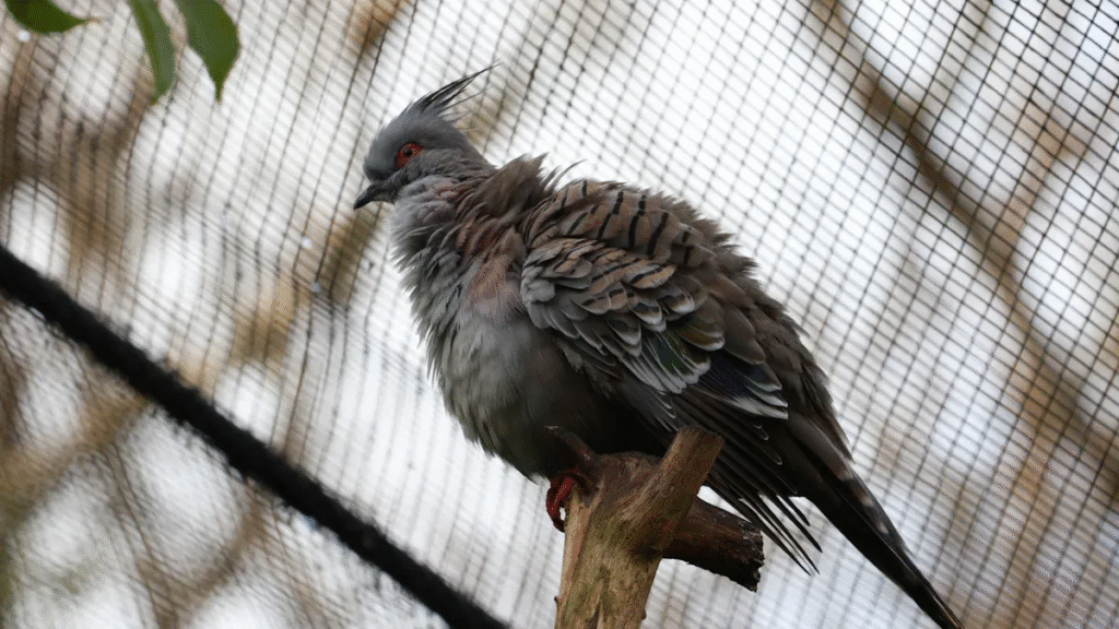 Pigeon Netting