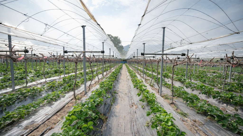 Hdpe Shade Net Overview